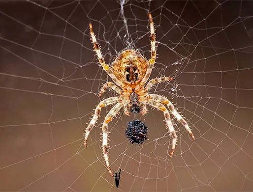 Dedetização de Aranhas no Jardim Santa Margarida