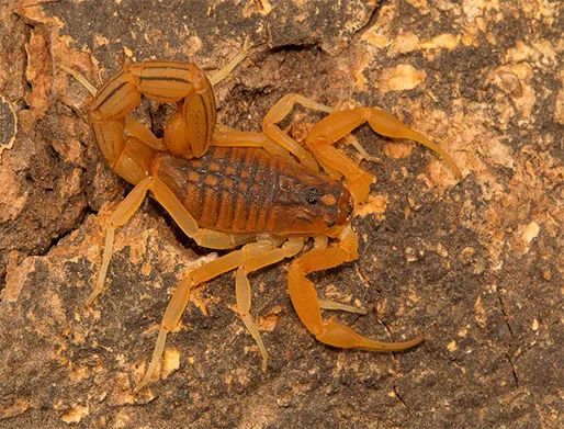 Dedetização de Escorpiões no Jardim Santa Margarida