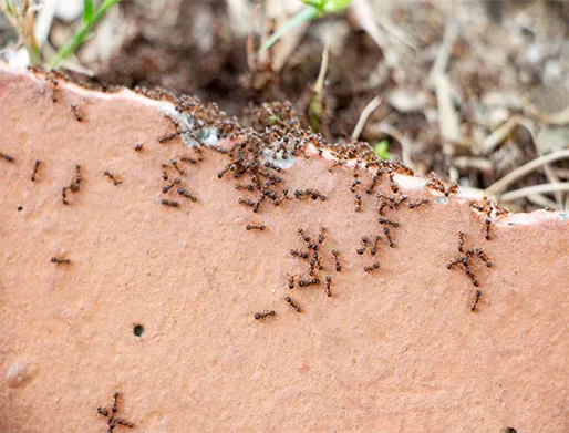 Dedetização de Formigas no Jardim Santa Margarida