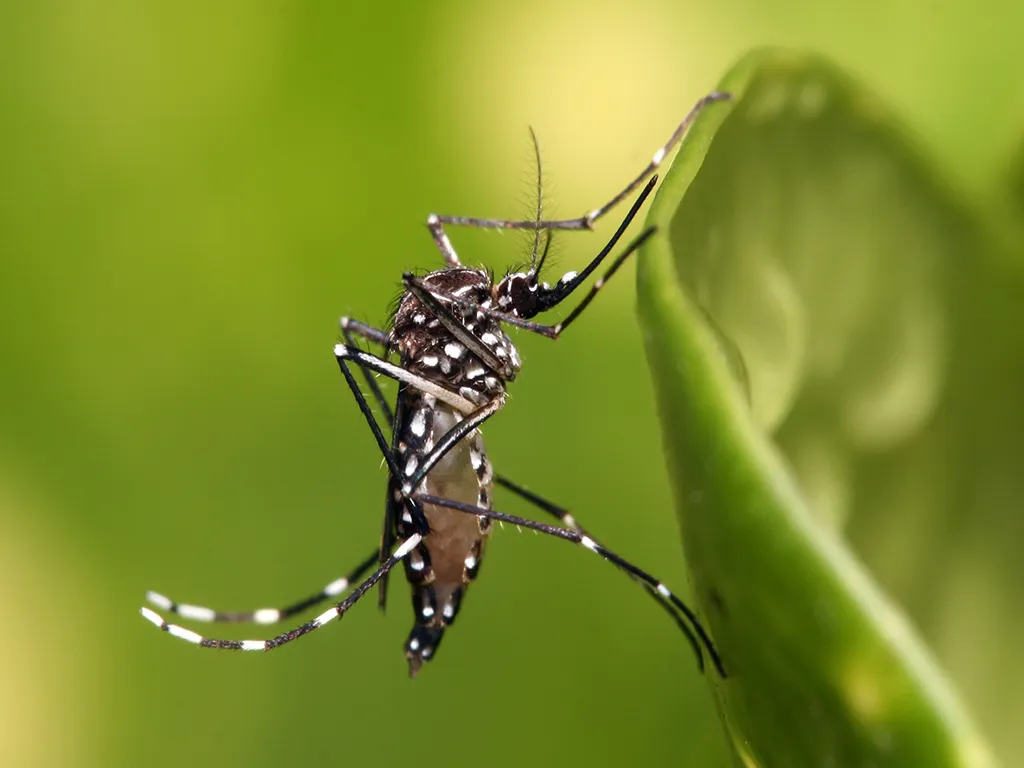 Dedetização de Mosquitos no Jardim Santa Margarida