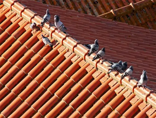 Dedetização de Pombos no Jardim Santa Margarida