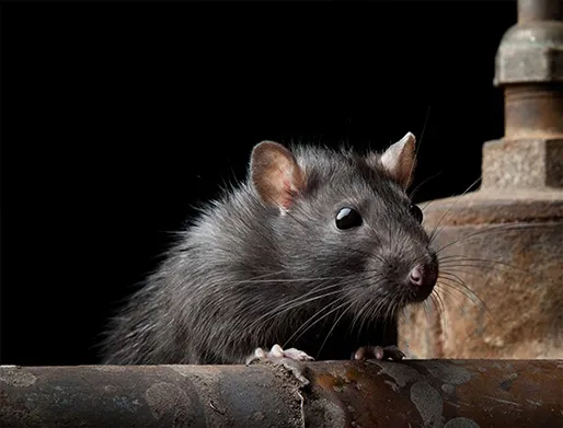 Dedetização de Ratos no Jardim Santa Margarida